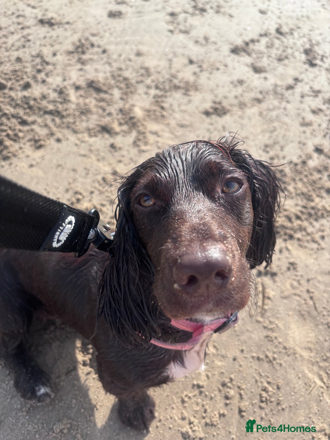 Mixed Breed dogs for sale: Lilly dachshund cocker spaniel  - Image 4