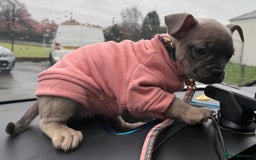 Mixed Breed dogs for sale: French bulldog cross puppies  - Advert 2