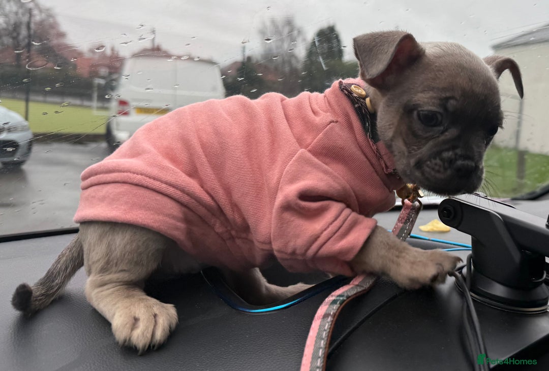 Mixed Breed dogs for sale: French bulldog cross puppies  - Advert 2