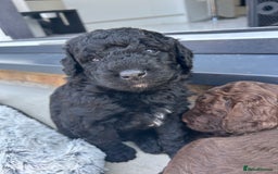 Bernedoodle dogs for sale: HEALTH TESTED DOUBLE DOODLES - Image 6