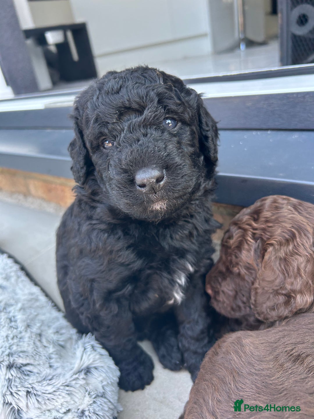 Bernedoodle dogs for sale: HEALTH TESTED DOUBLE DOODLES - Image 6