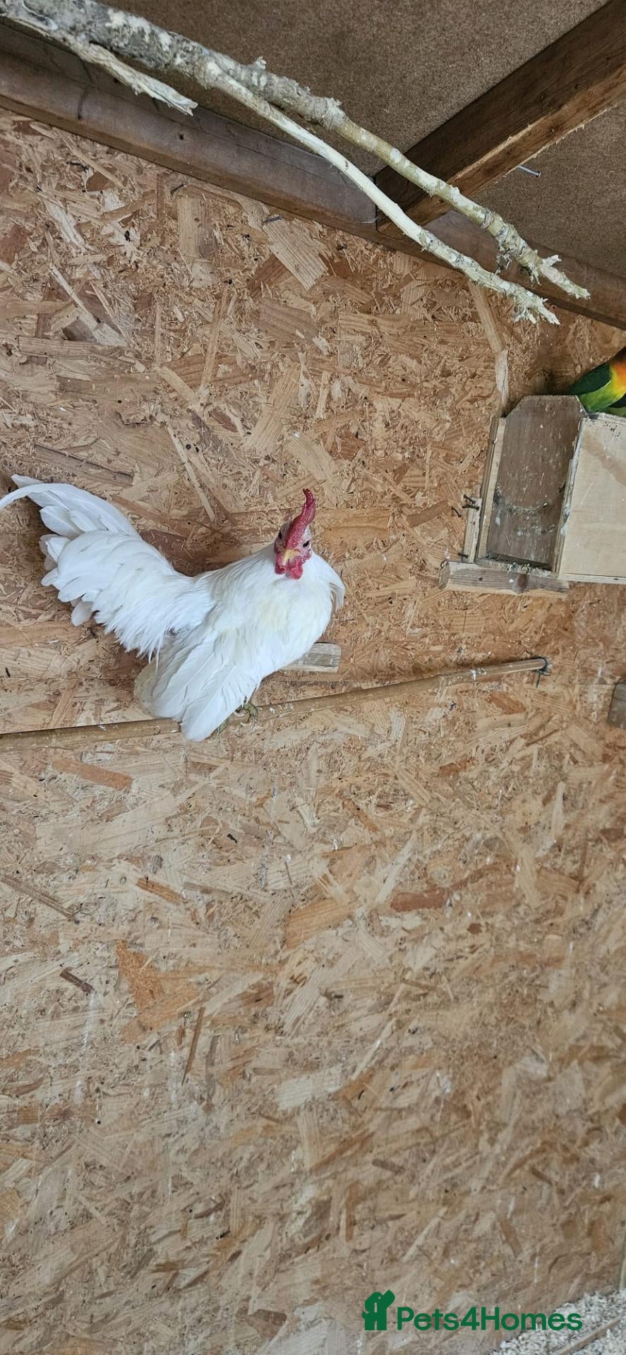 Chickens poultry 🐓 Serama Bantam Roosters 🐓  - Advert 2