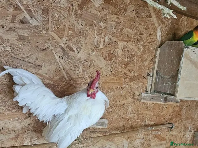 Chickens poultry for sale: 🐓 Serama Bantam Roosters 🐓 - Advert 2