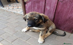 Mixed Breed dogs for adoption: Meet Little BEAR, a Lovely but naughty Boy... - Image 8