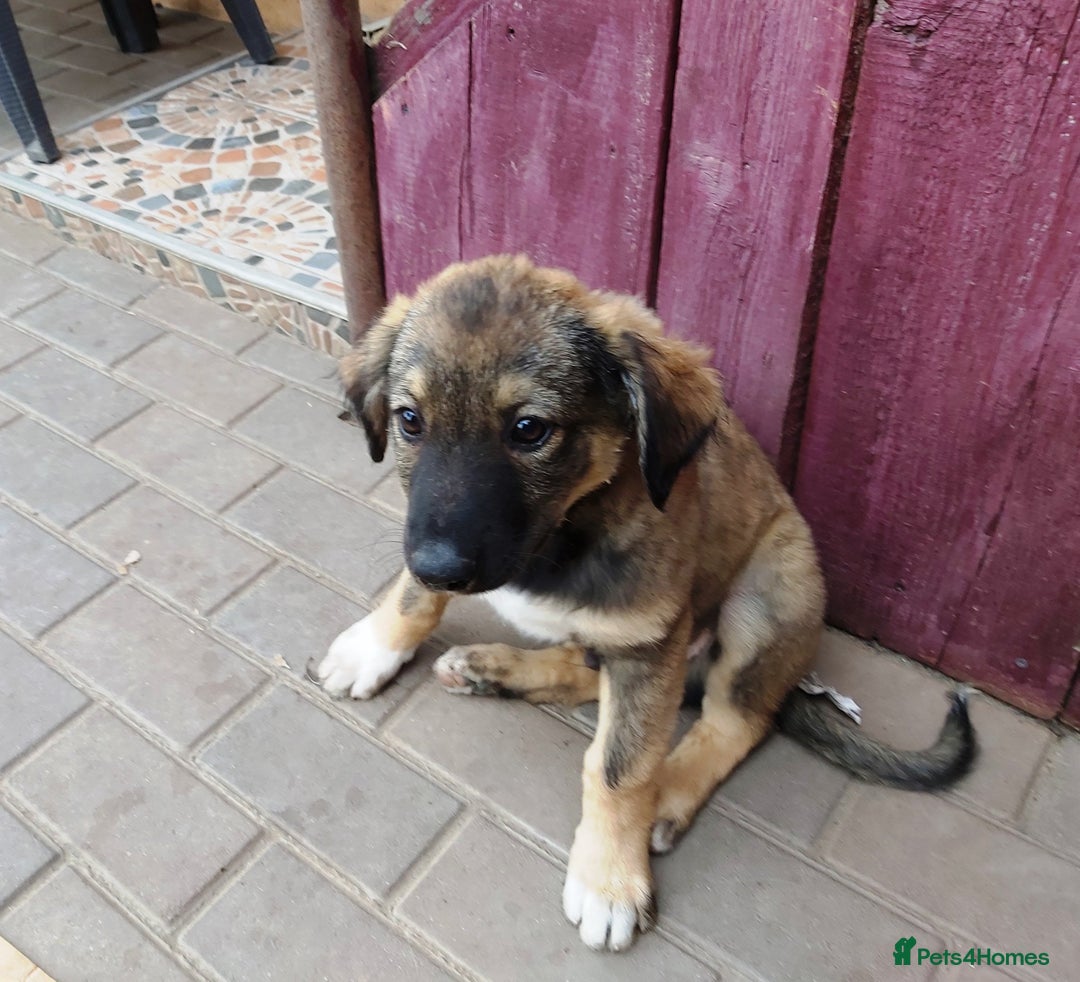 Mixed Breed dogs for adoption: Meet Little BEAR, a Lovely but naughty Boy... - Image 8