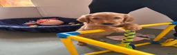 Golden Retriever dogs for sale:  Beautiful red golden retrievers 2 girls  2 boys - Advert 16
