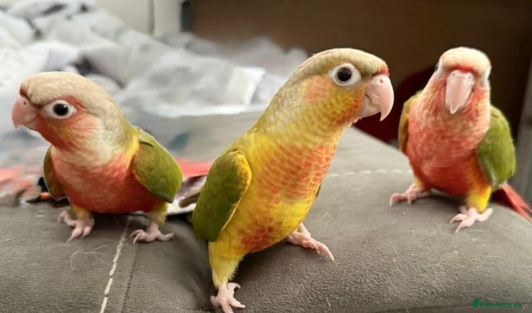 Conures birds - Advert 16