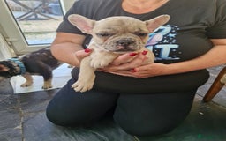 French Bulldog dogs for sale: French Bulldog Puppies - Image 1