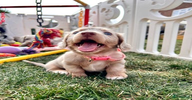Miniature Dachshund dogs - Advert 8