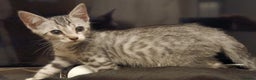 Mixed Breed cats for sale: G5 Asian Leopard Bengal X Kittens  - Advert 11