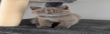 British Shorthair 1