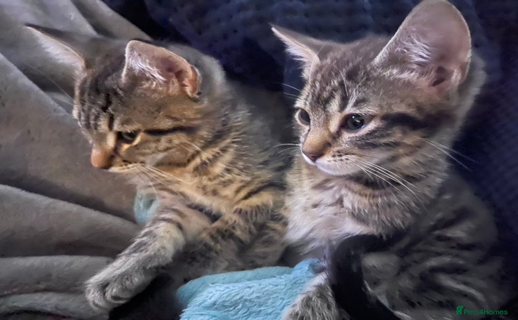 Mixed Breed cats - Advert 11