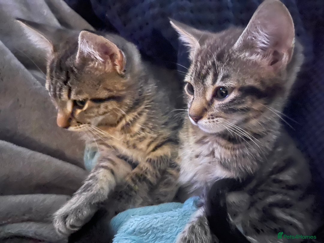 Mixed Breed cats for sale: Mixed breed kittens - Image 1