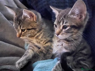 Mixed Breed cats - Advert 10