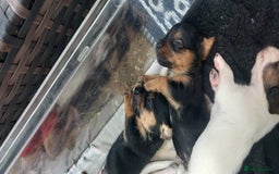 Mixed Breed dogs for sale: Jack Russel Pups in Machynlleth - Image 15