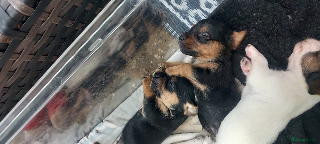 Mixed Breed dogs for sale: Jack Russel Pups in Machynlleth - Image 15