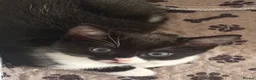 Mixed Breed cats for sale: Pair of black and white kittens - Advert 1