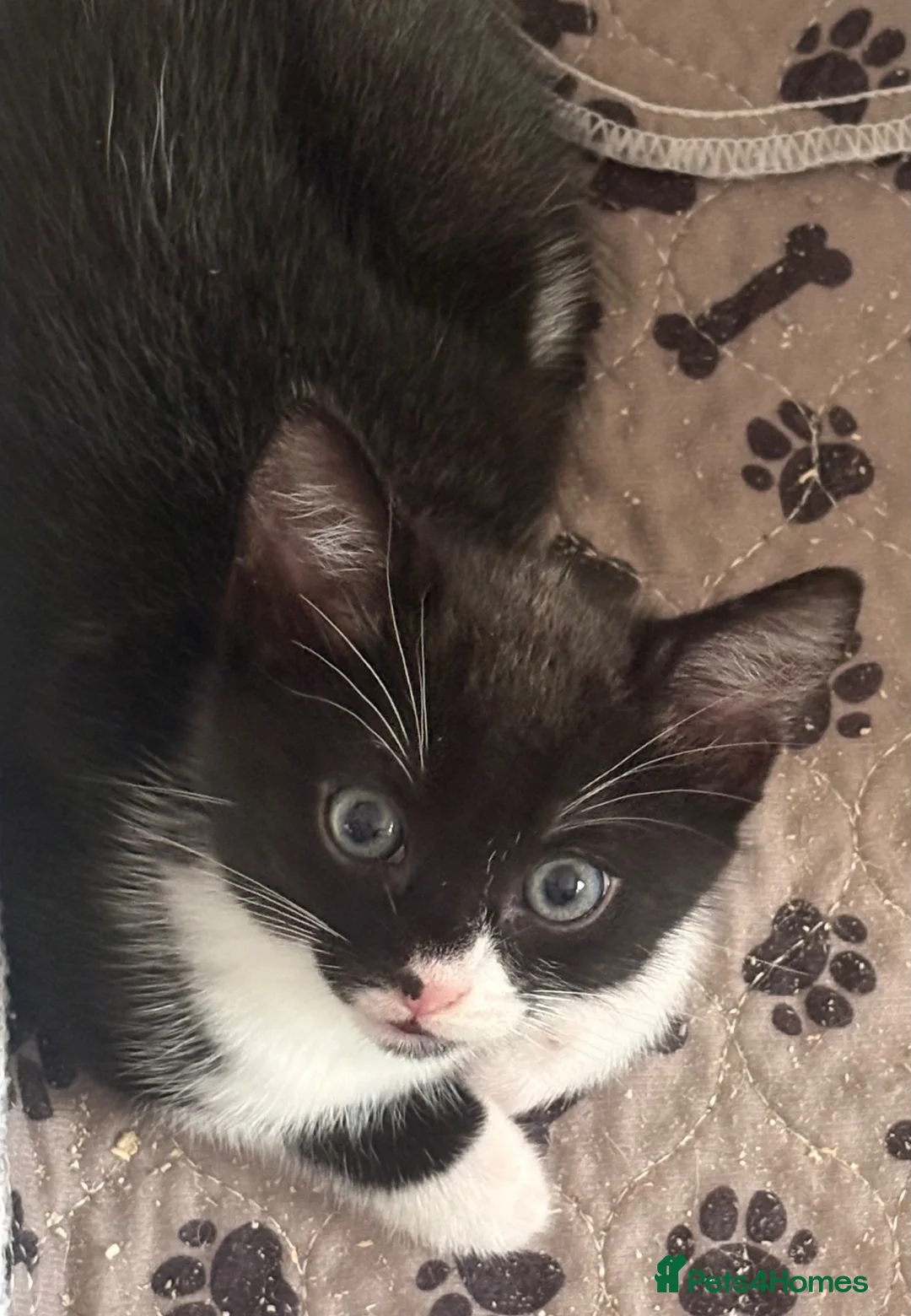 Mixed Breed cats for sale: Pair of black and white kittens - Advert 1