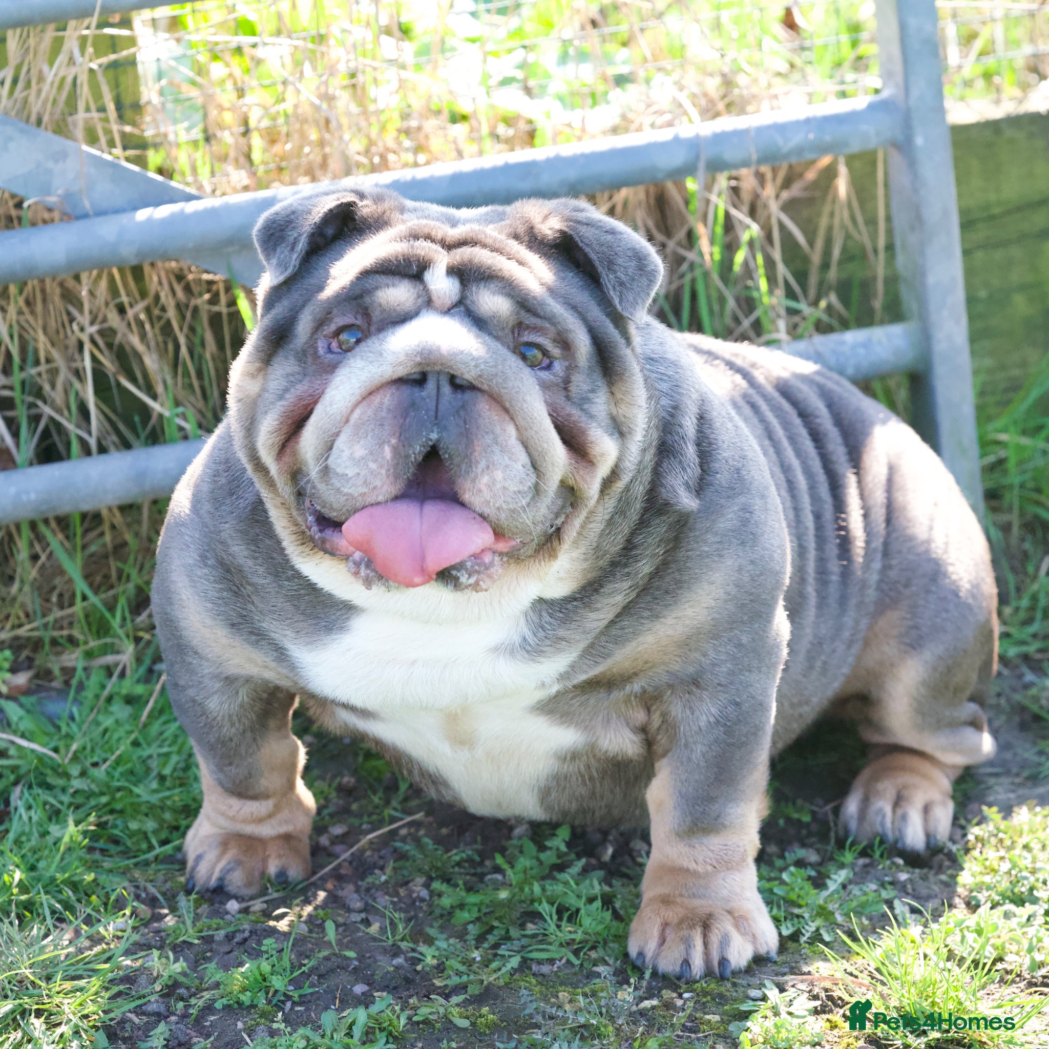 English Bulldog dogs EPIC BULLYZ BULLDOGS - Advert 2