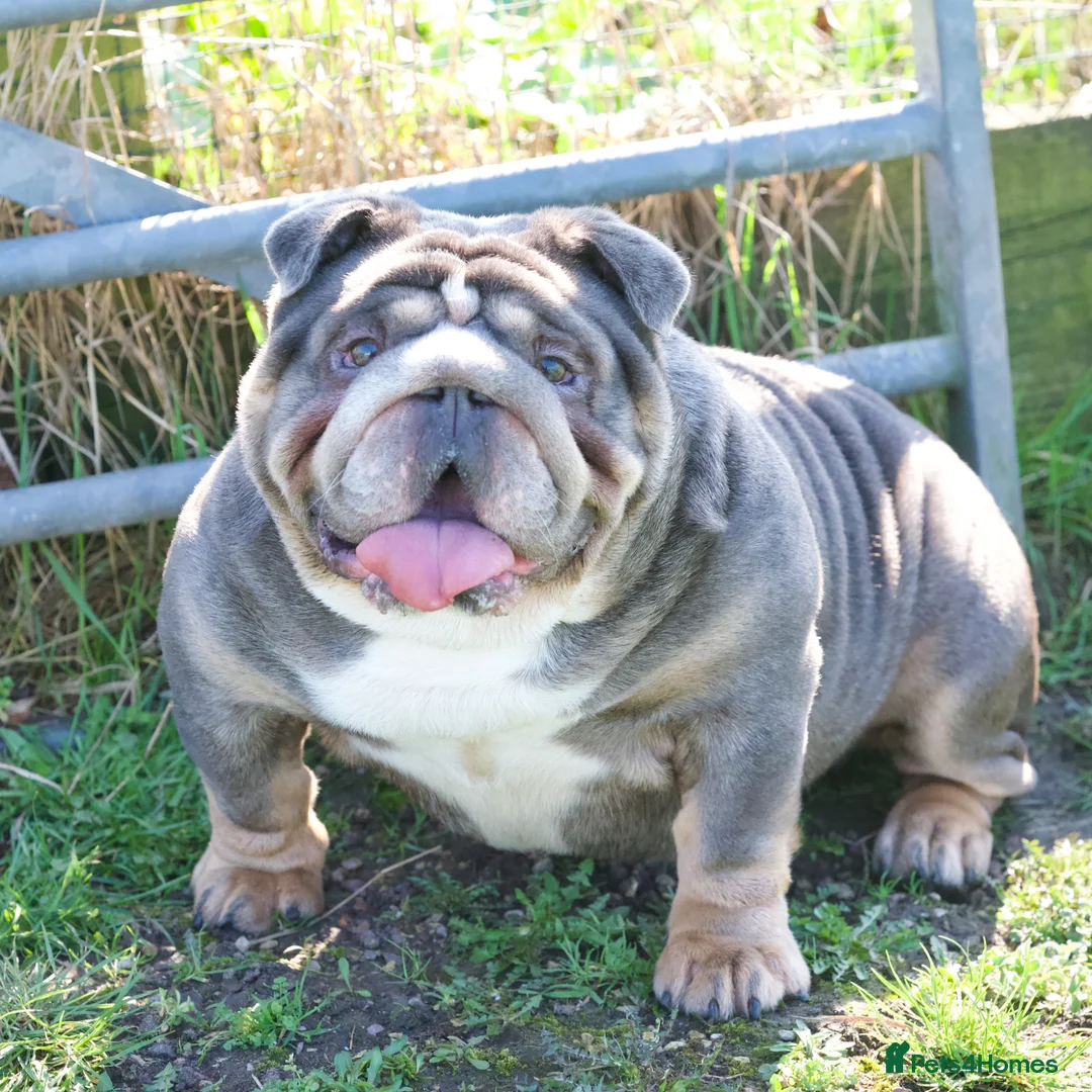 English Bulldog dogs for sale: EPIC BULLYZ BULLDOGS - Advert 2