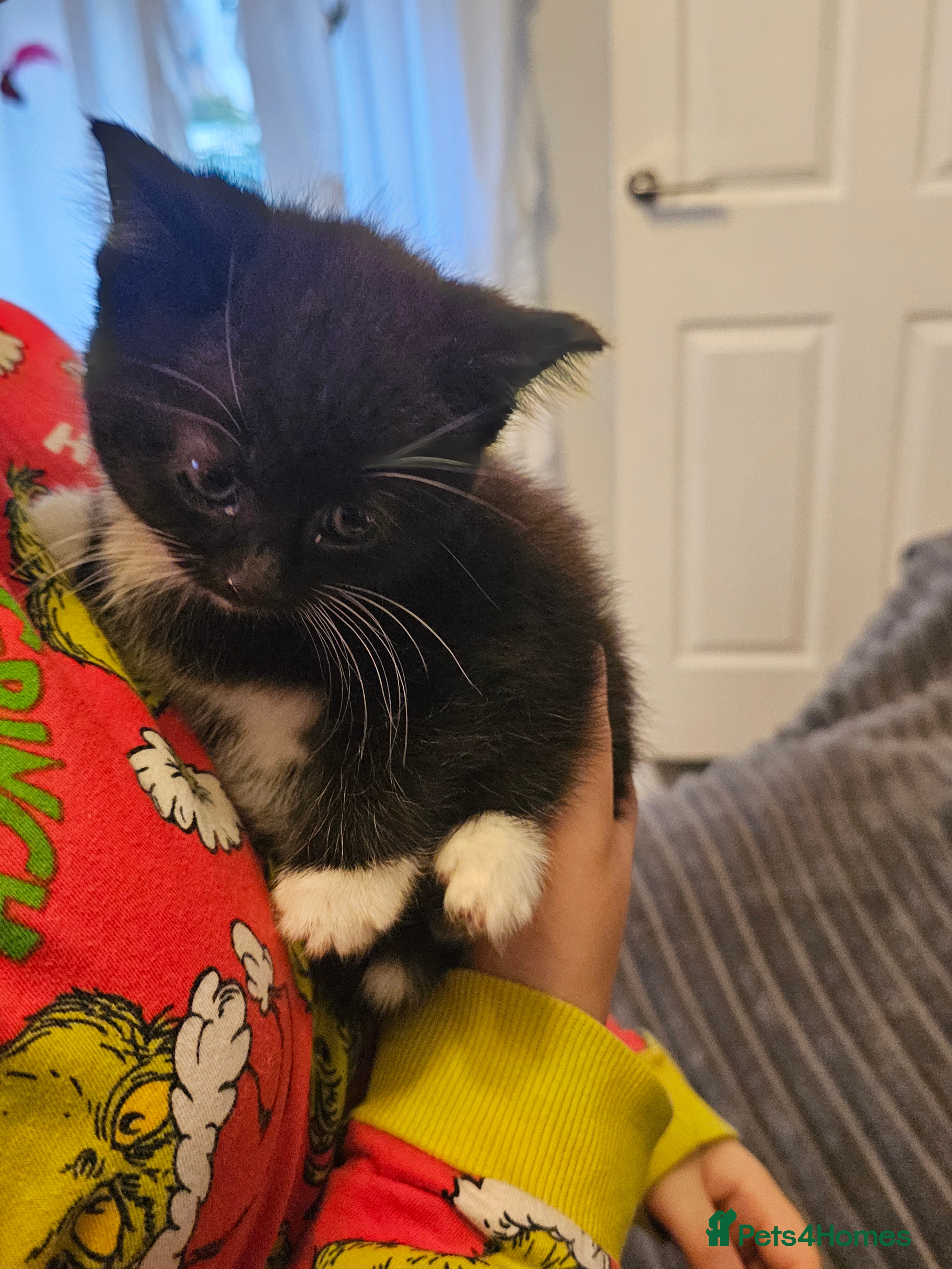 Mixed Breed cats Beautiful kittens - Advert 18