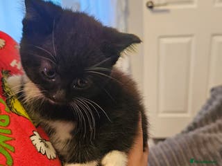 Mixed Breed cats Beautiful kittens - Advert 17