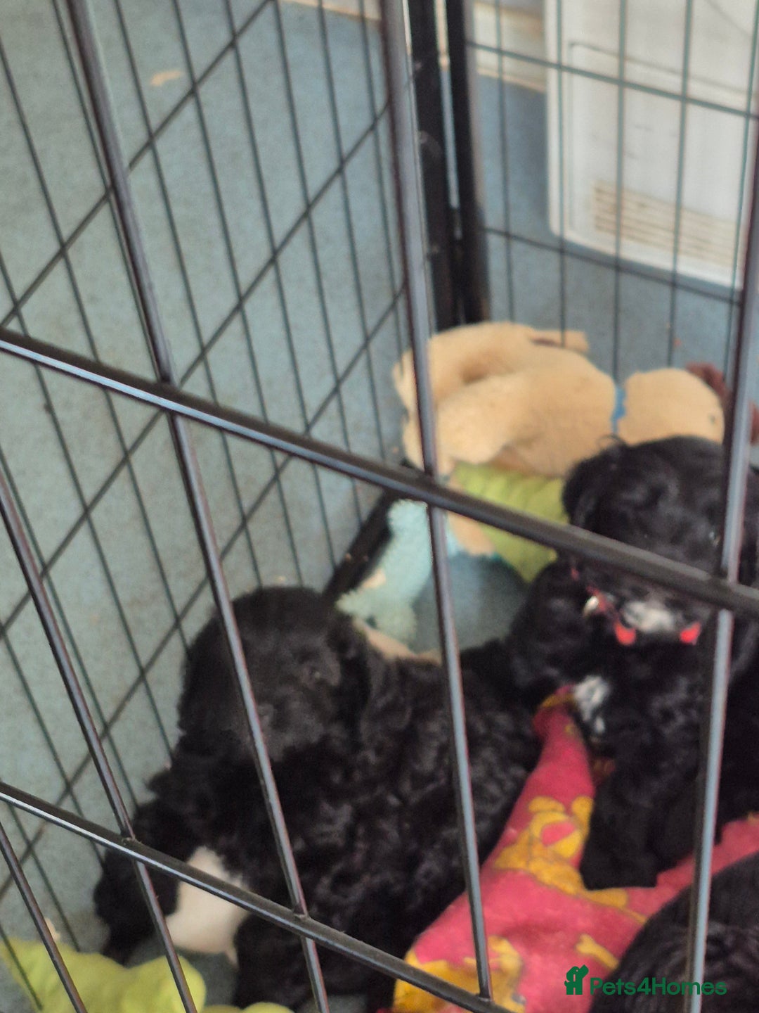 Mixed Breed dogs for sale: Black cockapoo - Image 1