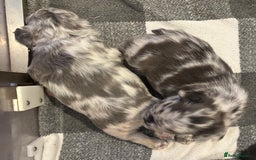 French Bulldog dogs for sale: *Fluffy Merle French Bulldog Pups* - Image 6
