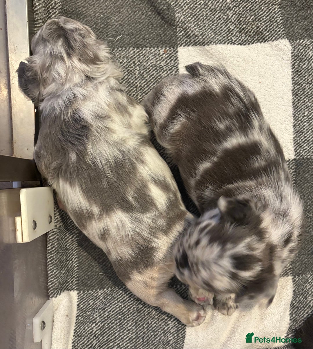 French Bulldog dogs for sale: *Fluffy Merle French Bulldog Pups* - Image 6