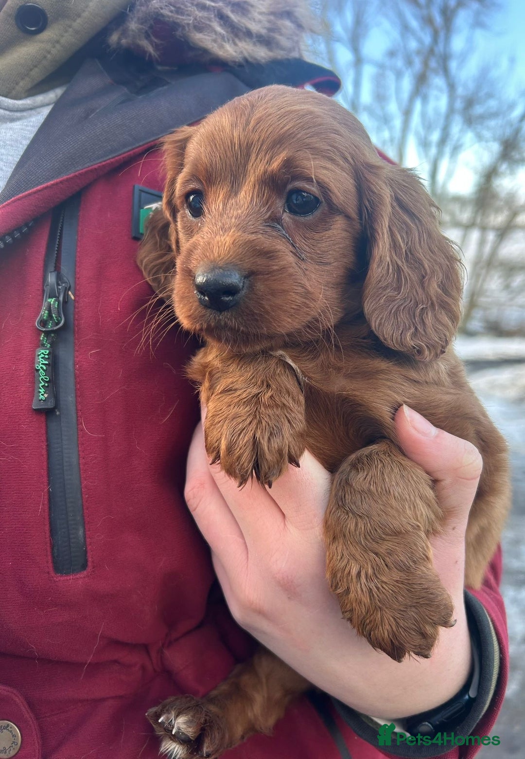 Cockapoo dogs for sale: Gorgeous Fox Red Cockapoo Girls  - Advert 7