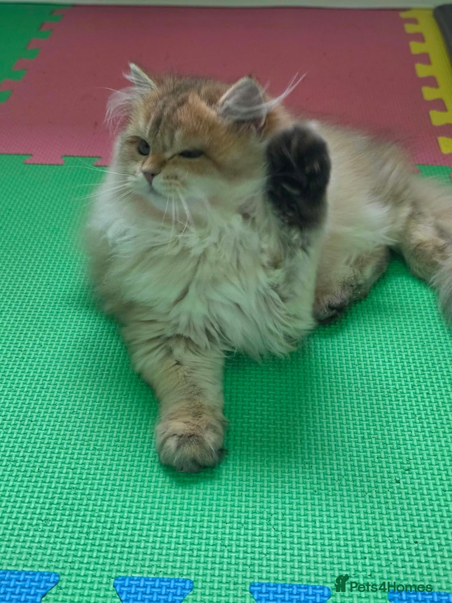 British Longhair cats for sale: 🌟 Stunning Golden Shaded British Longhair Girl 🌟 - Advert 2