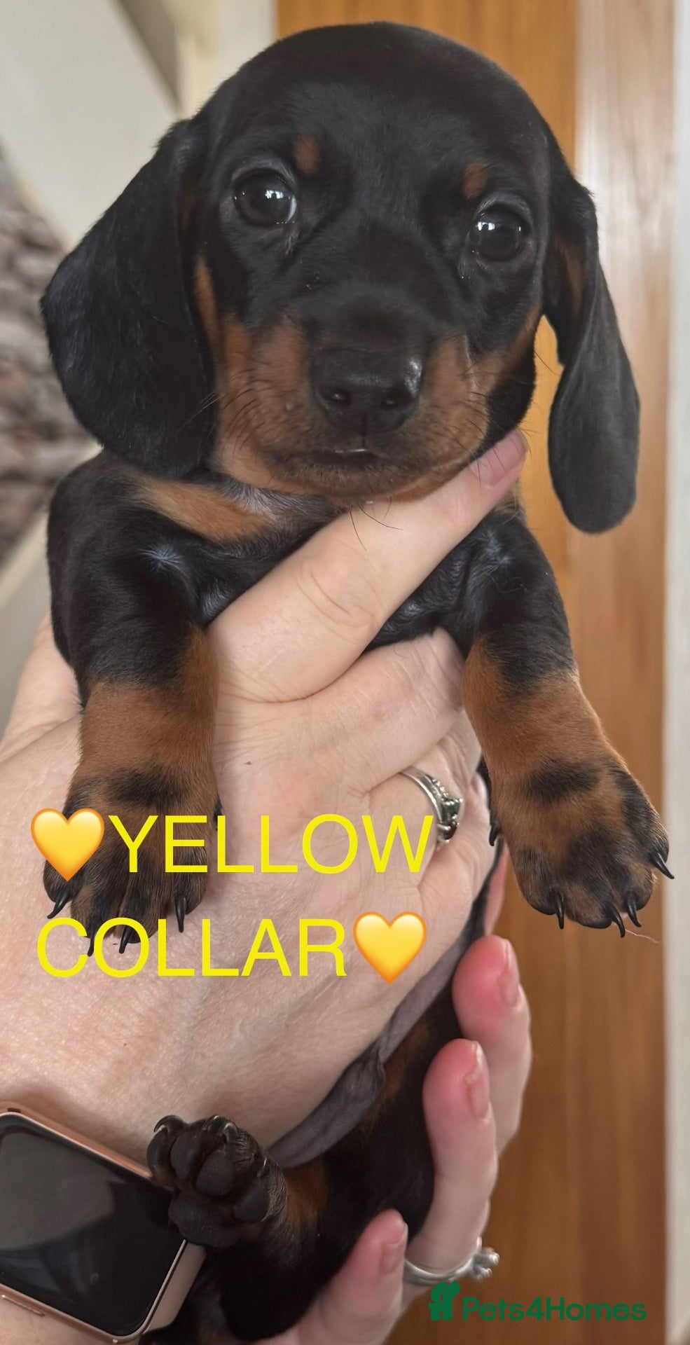 Dachshund dogs 🐾 Gorgeous Mini Dachshund Puppies-Come meet them! - Advert 12