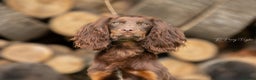Cocker Spaniel dogs for stud: Kc registered proven stud  in Bristol - Advert 1