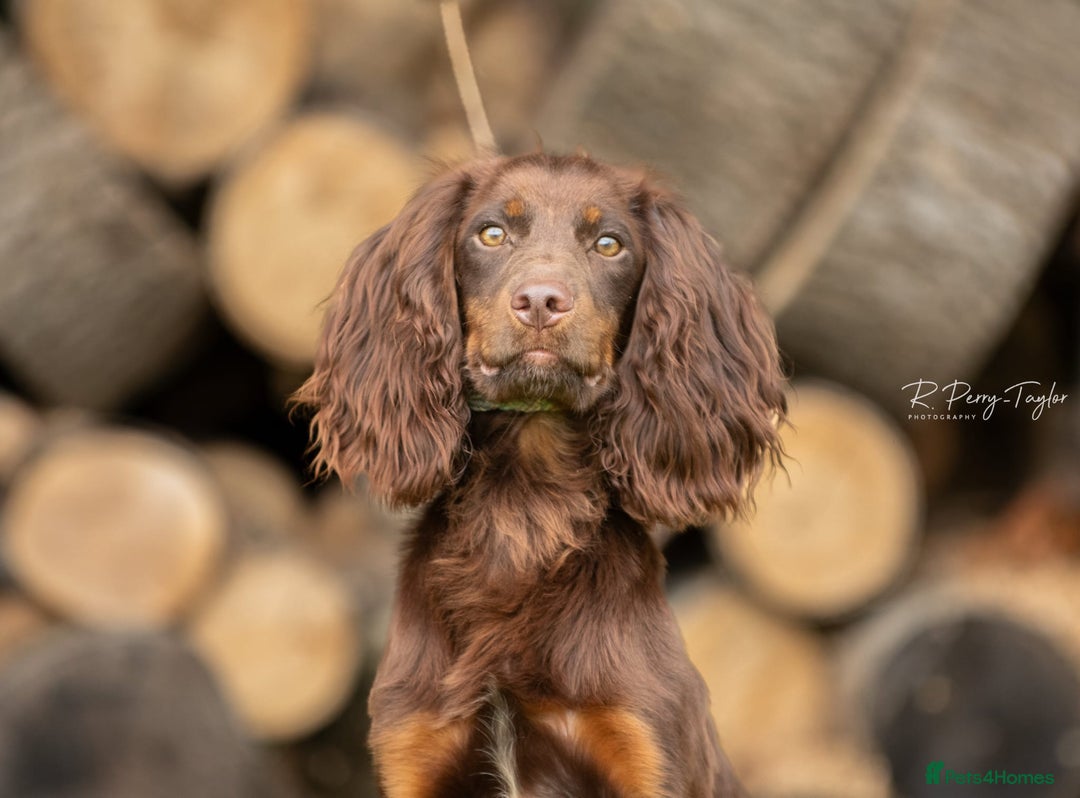 Cocker Spaniel dogs for stud: Kc registered proven stud  in Bristol - Advert 1