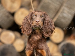Cocker Spaniel dogs in Bristol - Advert 18