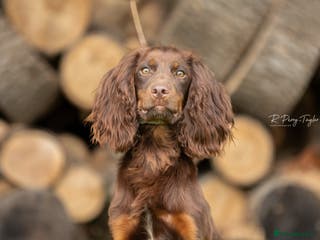Cocker Spaniel dogs Kc registered proven stud in Bristol - Advert 8