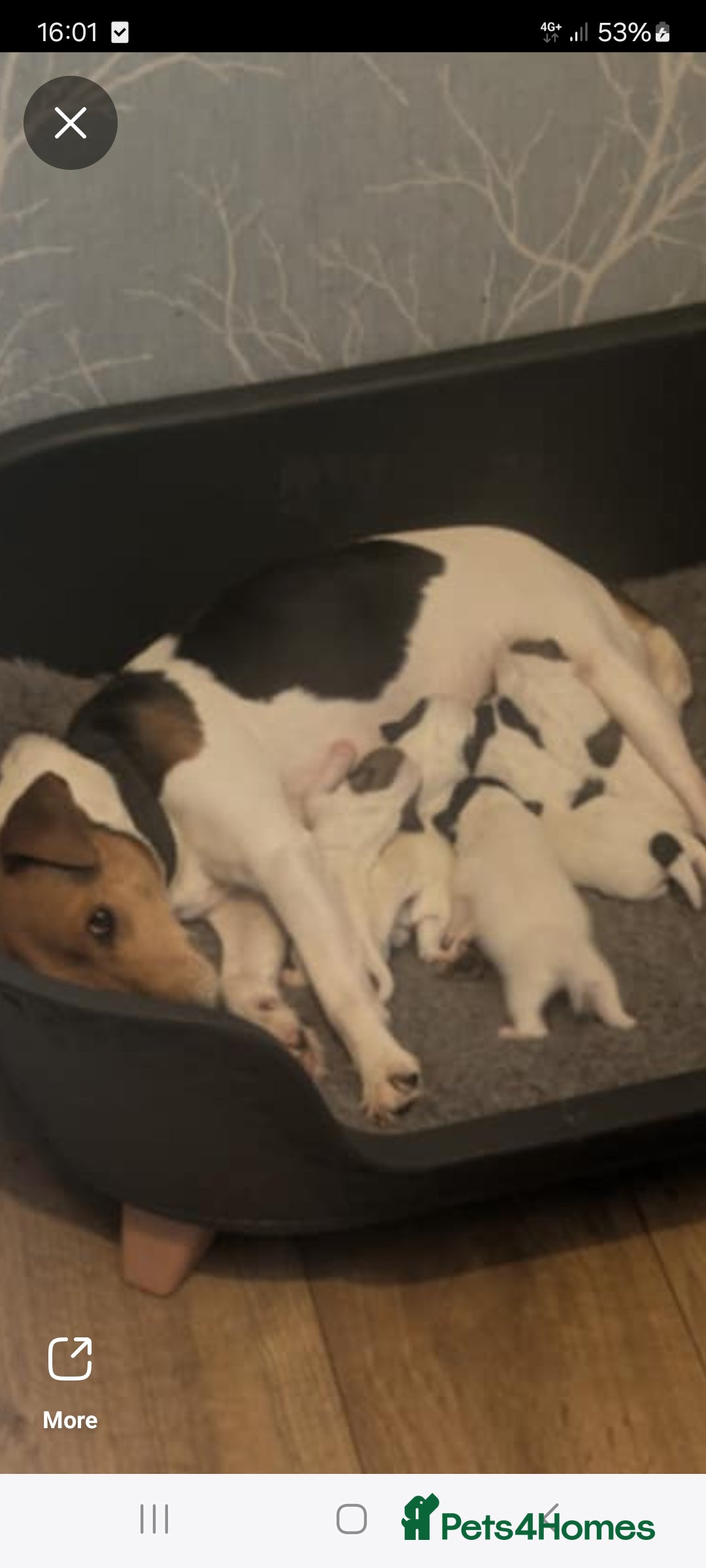 Jack Russell dogs for sale: Stunning true to type jackrussell  - Image 8