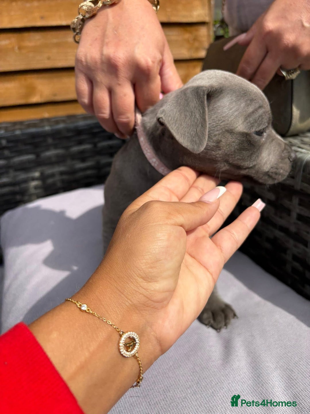 Staffordshire Bull Terrier dogs for sale: 💥READY TO LEAVE NOW 💥 PURE BLUE STAFFS PUPS🩵 in Barnsley - Image 33