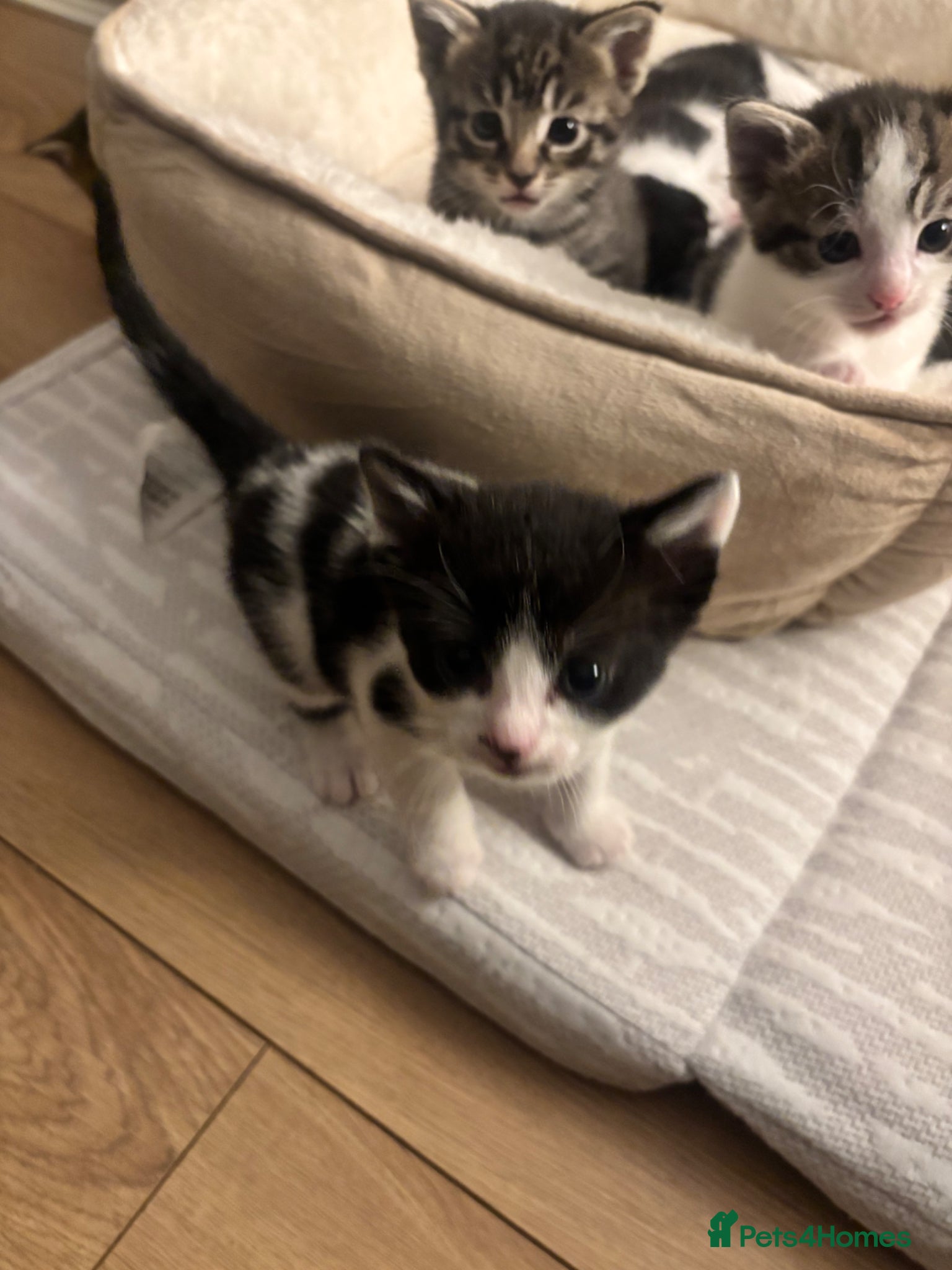 Mixed Breed cats Female cats for sale - Advert 7