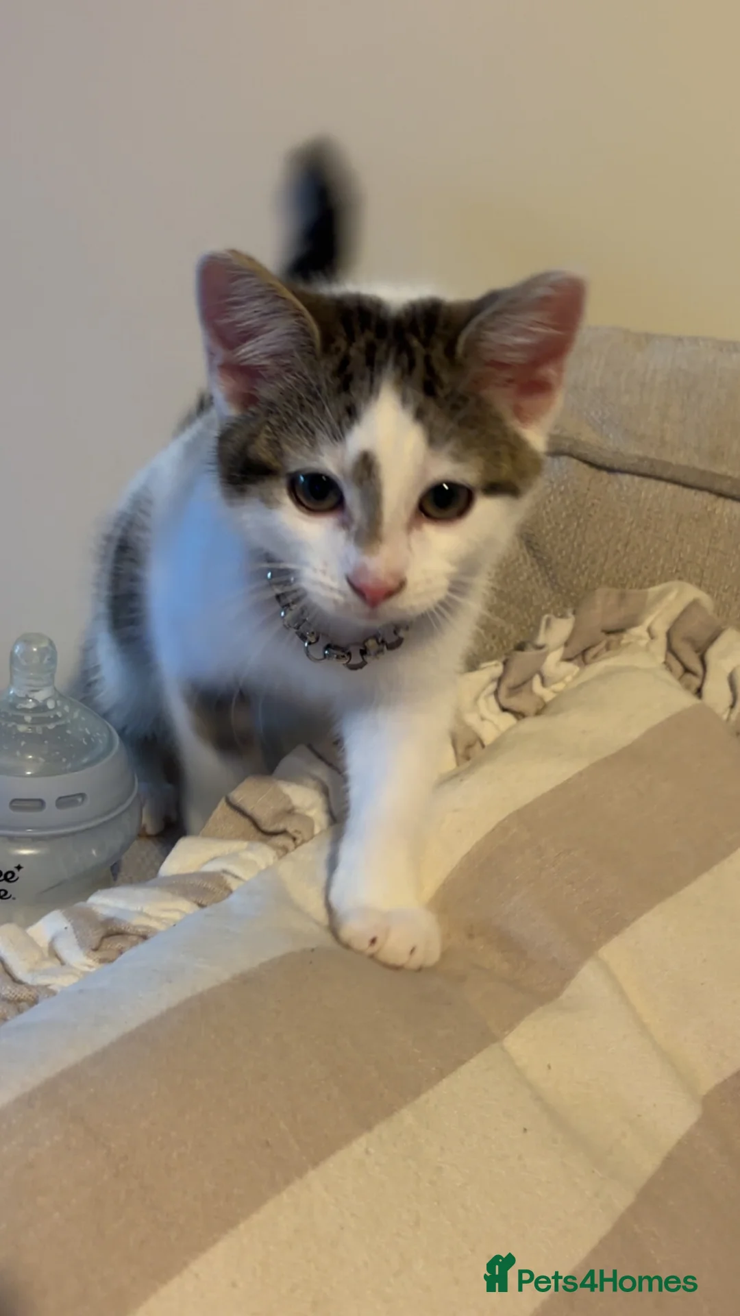 Mixed Breed cats for sale: Beautiful female kitten  - Advert 4
