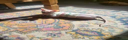 Sphynx cats for sale: Last Canadian sphynx looking for a loving home  - Advert 18