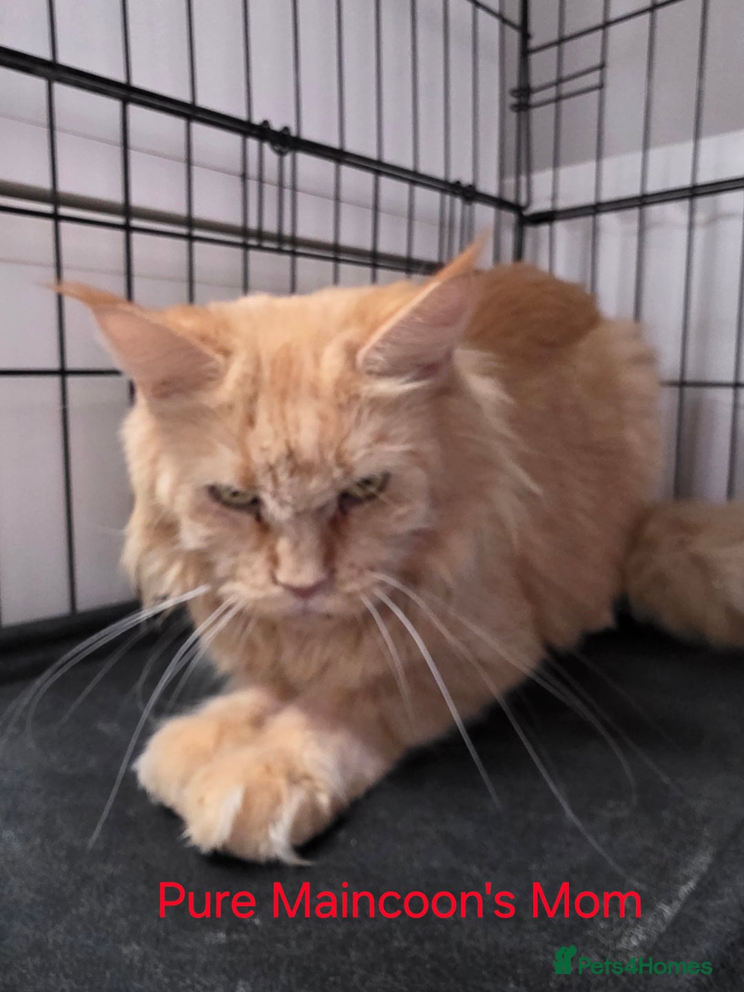 Maine Coon cats for sale: Maincoon Kitten For Sale - Image 20