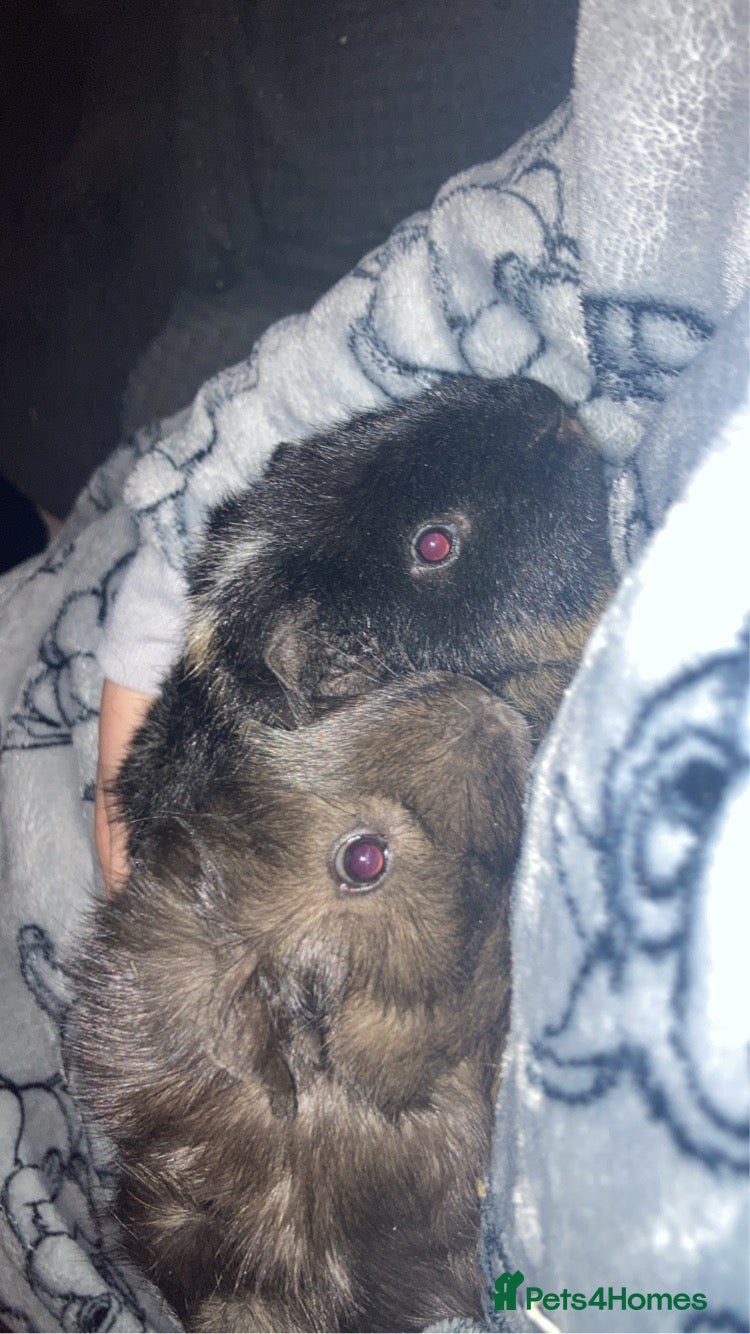 Guinea Pig rodents gunie pigs for sale - Advert 1