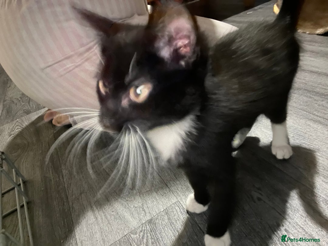 Maine Coon cats for sale: ! 12 week kitten for sale!  - Advert 3