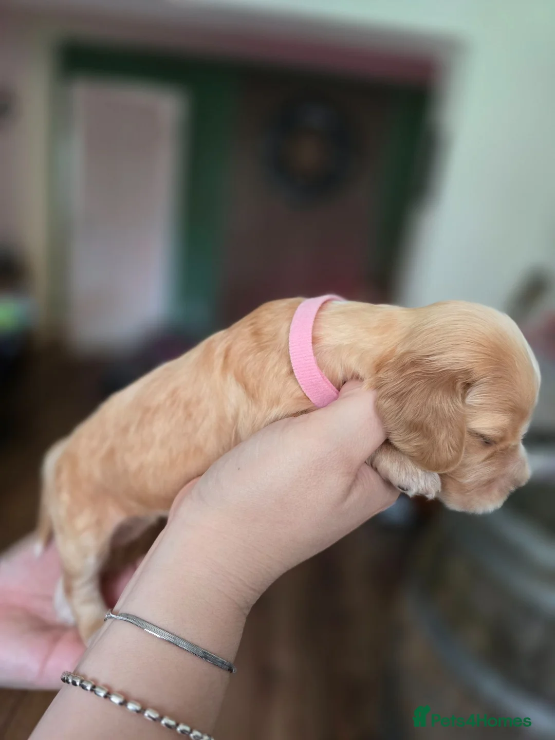 Cocker Spaniel dogs for sale: Stunning Show Cocker Spaniel Litter ready July in Northampton - Advert 30