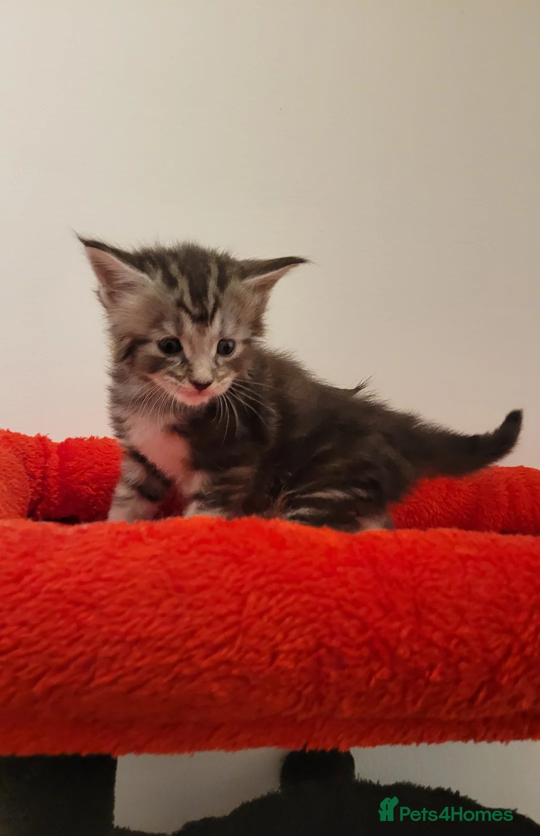 Maine Coon cats for sale: Tica registered maine coon kittens  - Advert 5