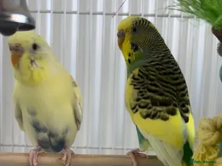 Budgerigars birds Pair of budgies - Advert 1