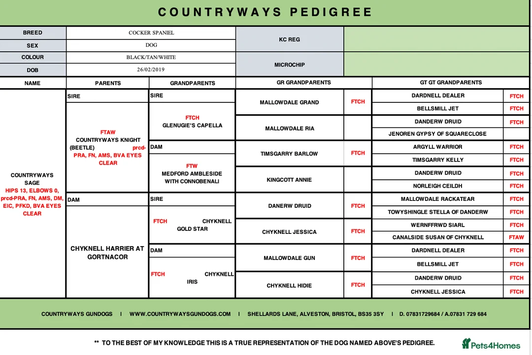 Cocker Spaniel dogs for stud: PROVEN,FULLY HEALTH TESTED Black&Tan Cocker Stud in Bristol - Advert 11