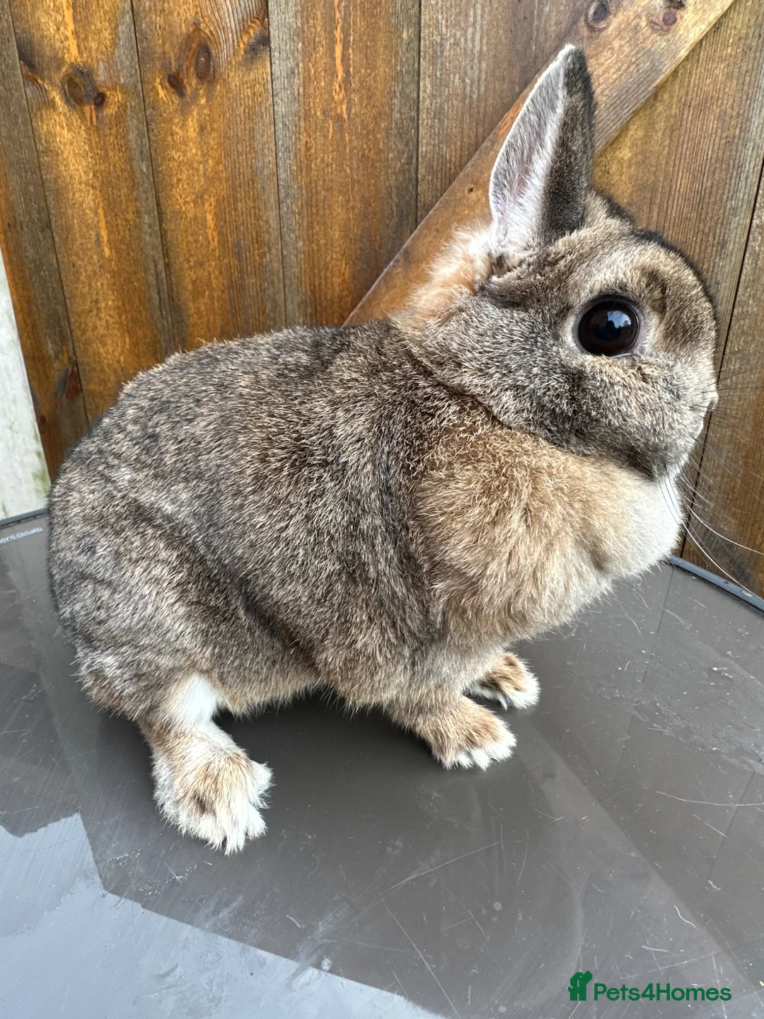 Netherland Dwarf rabbits for sale: Netherland Dwarfs For Sale - Advert 6