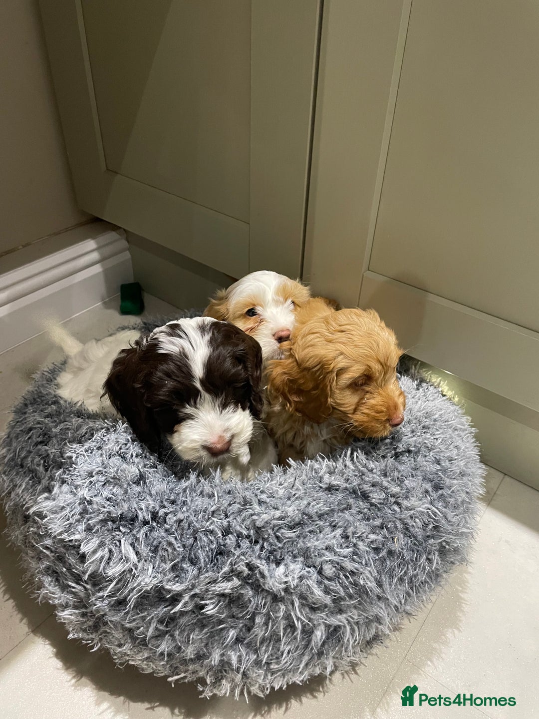 Cockapoo dogs for sale: Chunky Cockapoo Puppies - Image 1
